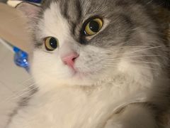 -中农大我爱我爱动物医院·核磁CT·猫病·24小时夜诊中心(石佛营店)