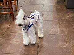 -多乐狗狗宠物训练工作室