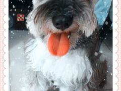 -爱侣宠医·鹦鹉专科·小型哺乳类·异宠专科(灵石路店)