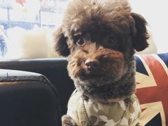 -Oh My Dog宠物沙龙(伊珊娜皮毛护理店)