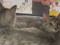 -佳雯宠物医院(四明中路分院)