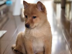 -致善宠物医院(体育路店)