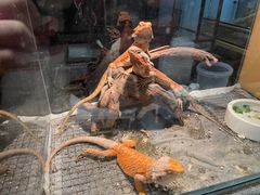 -酷以爬仙阁实体爬宠店·守宫·蜥蜴·专业繁育