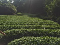 -武夷山风景名胜区-虎啸岩