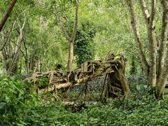 -中国科学院西双版纳热带植物园