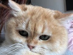 -东方名猫馆·英短金渐层布偶猫舍(环线广场1号楼店)