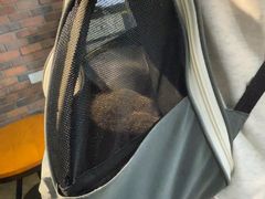 -宠颐生斯嘉宠物医院·急重症·心内科(谷阳北路分院)