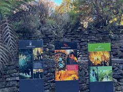 -怀托摩萤火虫洞