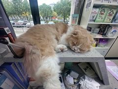 -睿金宠物医院·CT·肿瘤·骨外科