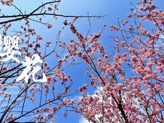 -南山植物园