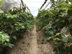 -马陆小张葡萄园农家乐