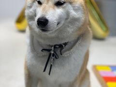 -柴务处·柴犬主题狗咖