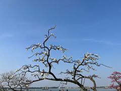 -香雪海