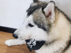 -Husky Go! 哈士奇体验馆·宠物咖啡厅狗咖