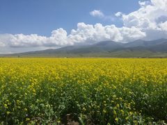 -清真老马家国华牛奶鸡蛋醪糟(正宁路店)