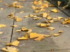 -四川大学(华西校区)