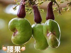 -新鸿港水果市场