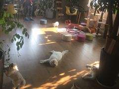 -东方名猫馆·英短金渐层布偶猫舍(环线广场1号楼店)