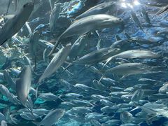 -上海海洋水族馆