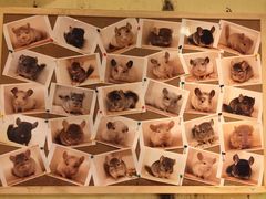 -龙猫仔乐园(惠福东路店)