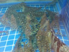 -皇朝尊会(龙之梦大酒店)