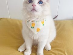 -Bastet sally猫舍购宠(静安店)