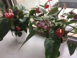 -悟空祛痘·诺奖技术专业店