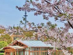 -上海滨江森林公园