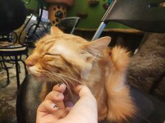 -猫猫幼稚园·撸猫·桌游·电玩