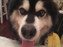 -爱侣宠医·鹦鹉专科·小型哺乳类·异宠专科(灵石路店)