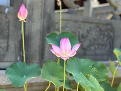 -超山青莲寺