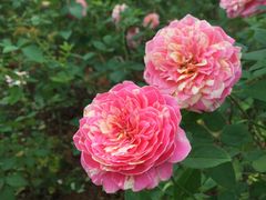 -松山湖梦幻百花洲