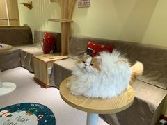 -猫和宫(六道口店)