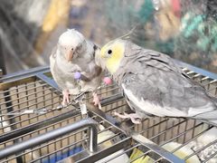 -中环花鸟鱼虫市场