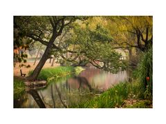 -上海共青森林公园