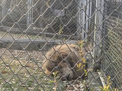 -合肥野生动物园