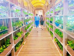 -Ohkajhu Organic Farm Sansai