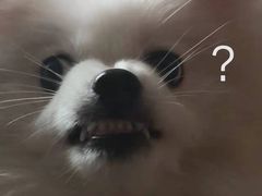 -申普宠物医院·心脏介入·心血管微创(总院)