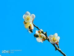 -广州市流溪河国家森林公园