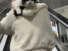 -刘胖子家常菜·蹄花焖藕(兴业店)