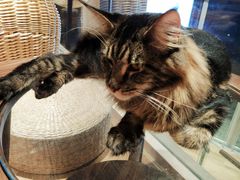 -瞄一喵猫咖(格力海岸店)