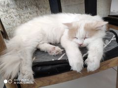 -平行世界·猫咖(首经贸店)