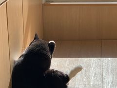 -鼓捣猫呢主题猫咖店