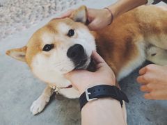 -柴犬高等学院·狗咖·柴犬售卖·宠物训练