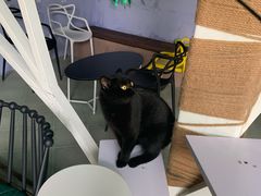 -喵屿·大理花园猫咖