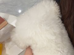 -瑞鹏宠物医院·骨科·猫科·内科(第一中心)