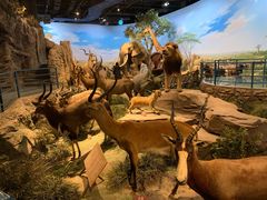 -陕西自然博物馆