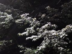 -缙云山景区