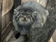 -青藏高原野生动物园