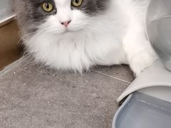 -飞行喵MR PILOT|猫舍·猫咖(静安大融城店)